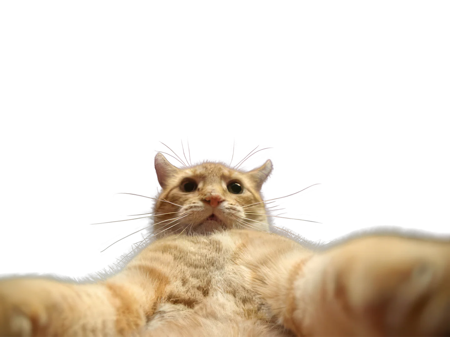 Cat selfie
