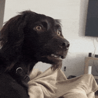 Surprised dog