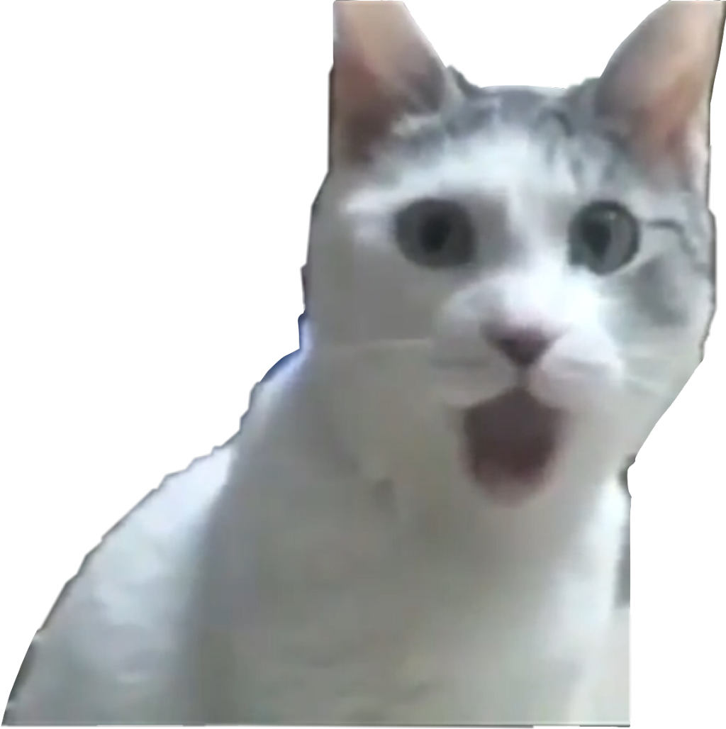 Surprised cat